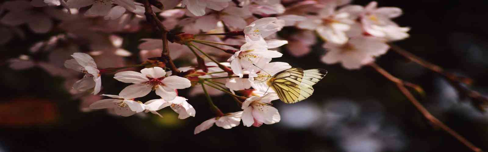 赏金船长